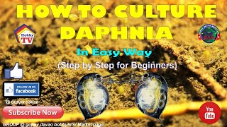 HOW TO CULTURE DAPHNIA In Easy Way [upl. by Nhguavahs]