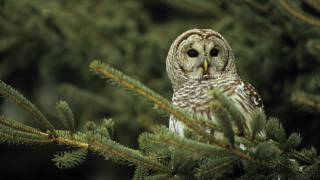 Voices Barred Owl [upl. by Ynavoj200]