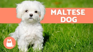 The Maltese Dog  Character Care and Health [upl. by Fitzpatrick752]