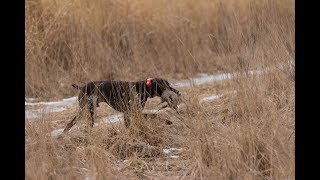 Pheasant amp Chukar Hunting with German Shorthaired Pointer  Whispering Wings Wisconsin [upl. by Brenner]