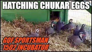 Hatching Chukar Partridge Eggs  GQF Sportsman 1502 Incubator [upl. by Hebe]