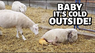 SPRING lambing with WINTER problems🥶  Vlog 679 [upl. by Agosto]